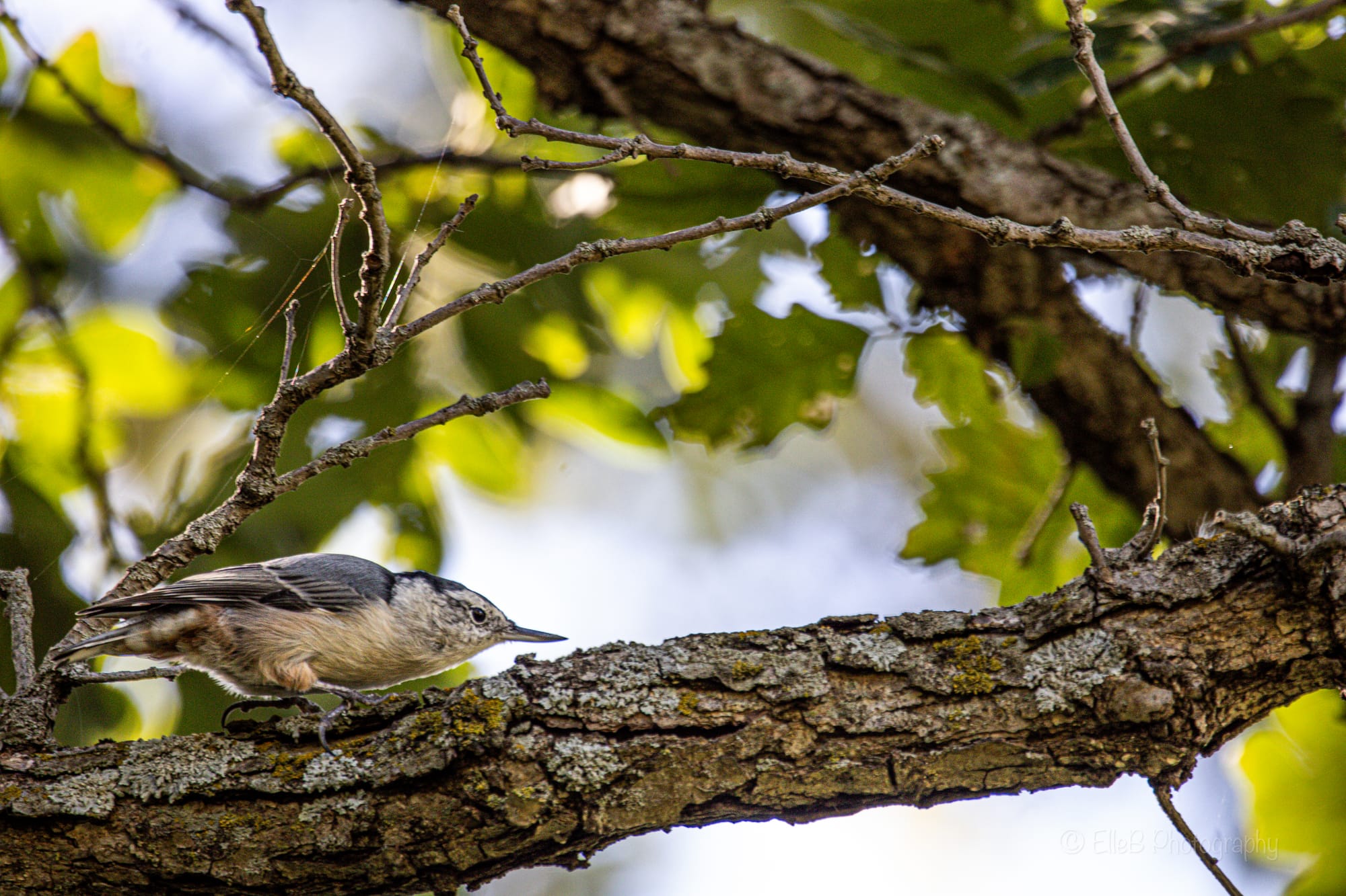 Horseshoe Bend Wildlife Area, September 7th ‘24