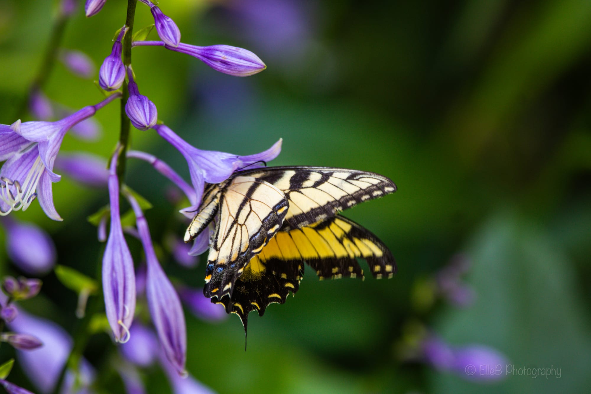 Photo Spotlight: Butterflies