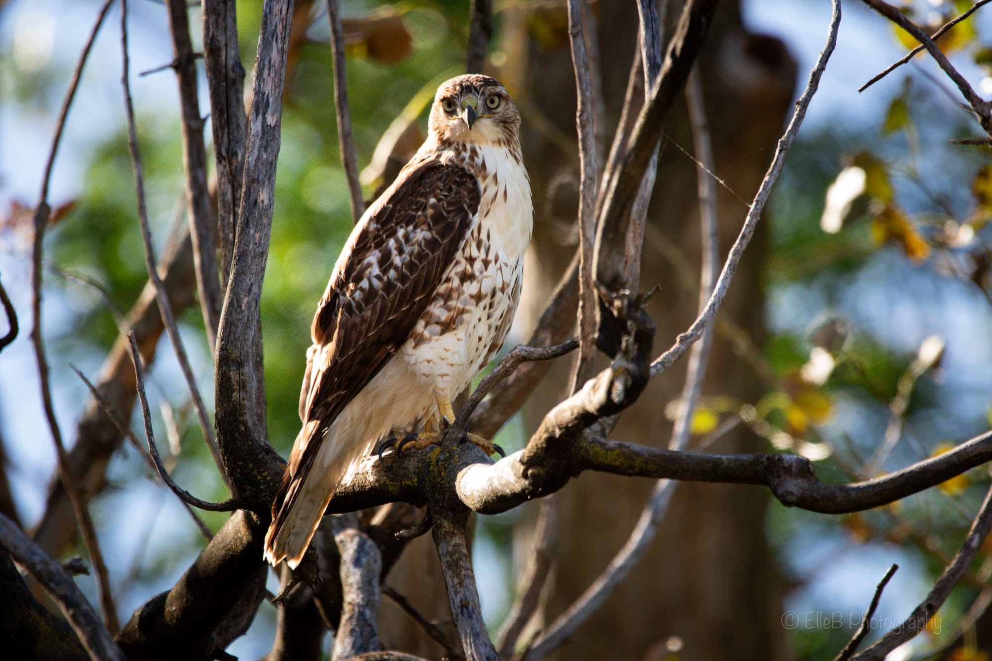 Photo Improvements: Hawks