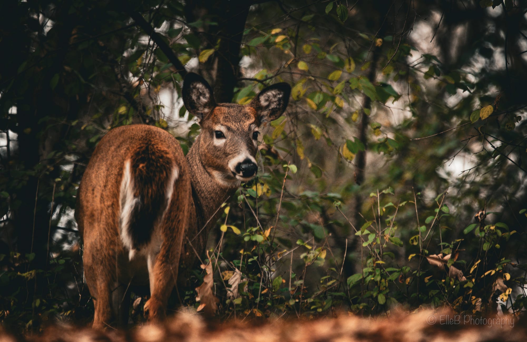 Photo Spotlight: White-tailed Deer