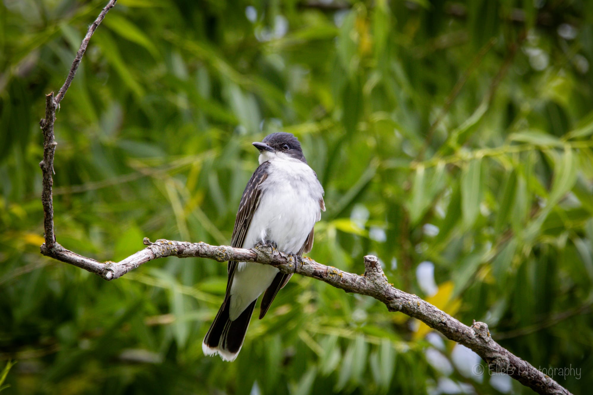 Top 10 Favorite Birds