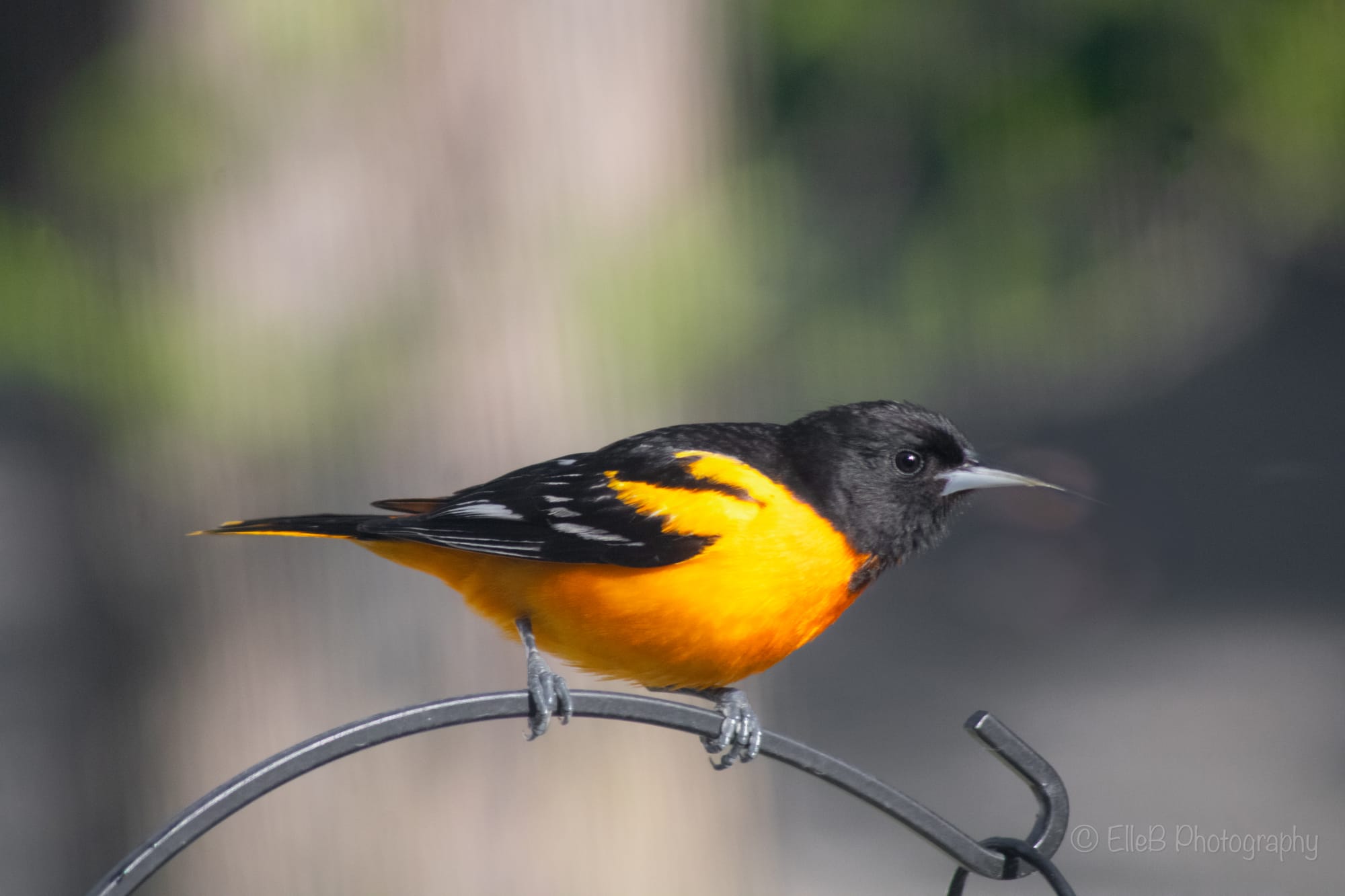 Photo Spotlight: Orioles